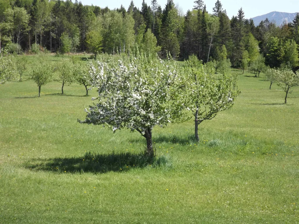 280 Quarter Horse Road Newark VT 05871