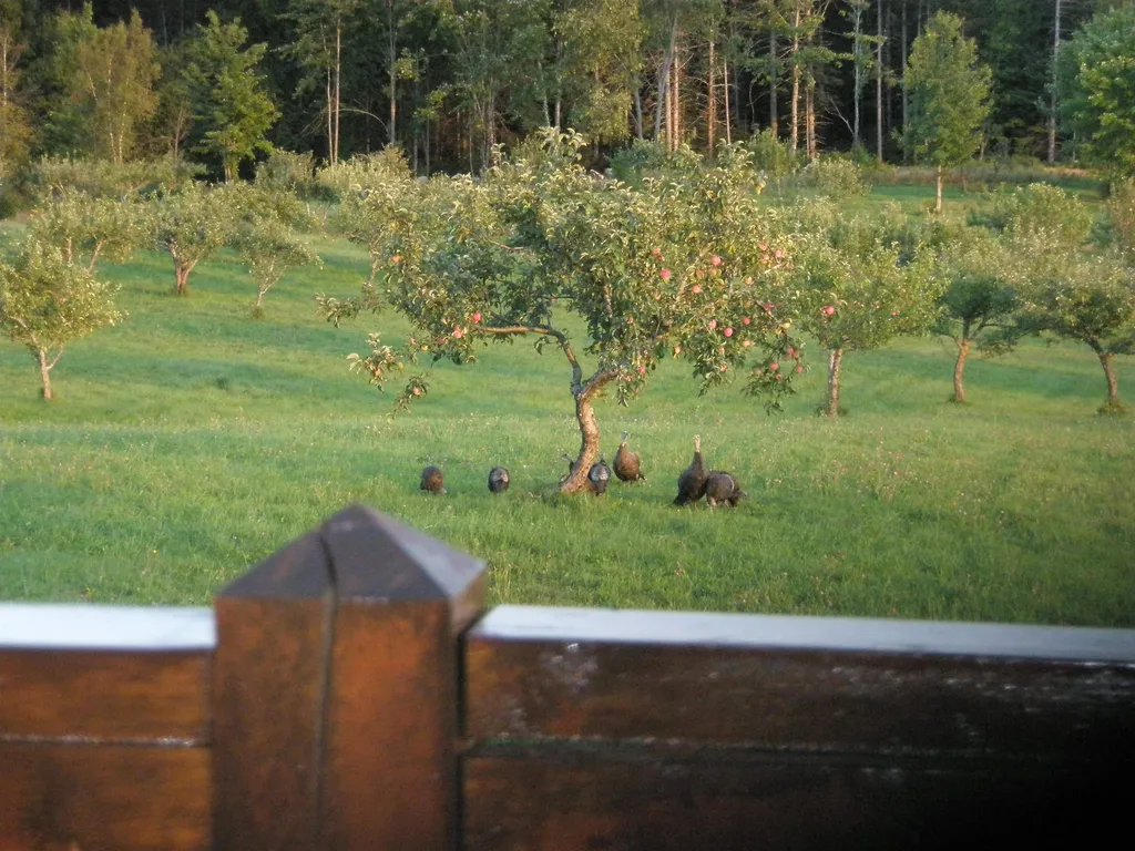 280 Quarter Horse Road Newark VT 05871