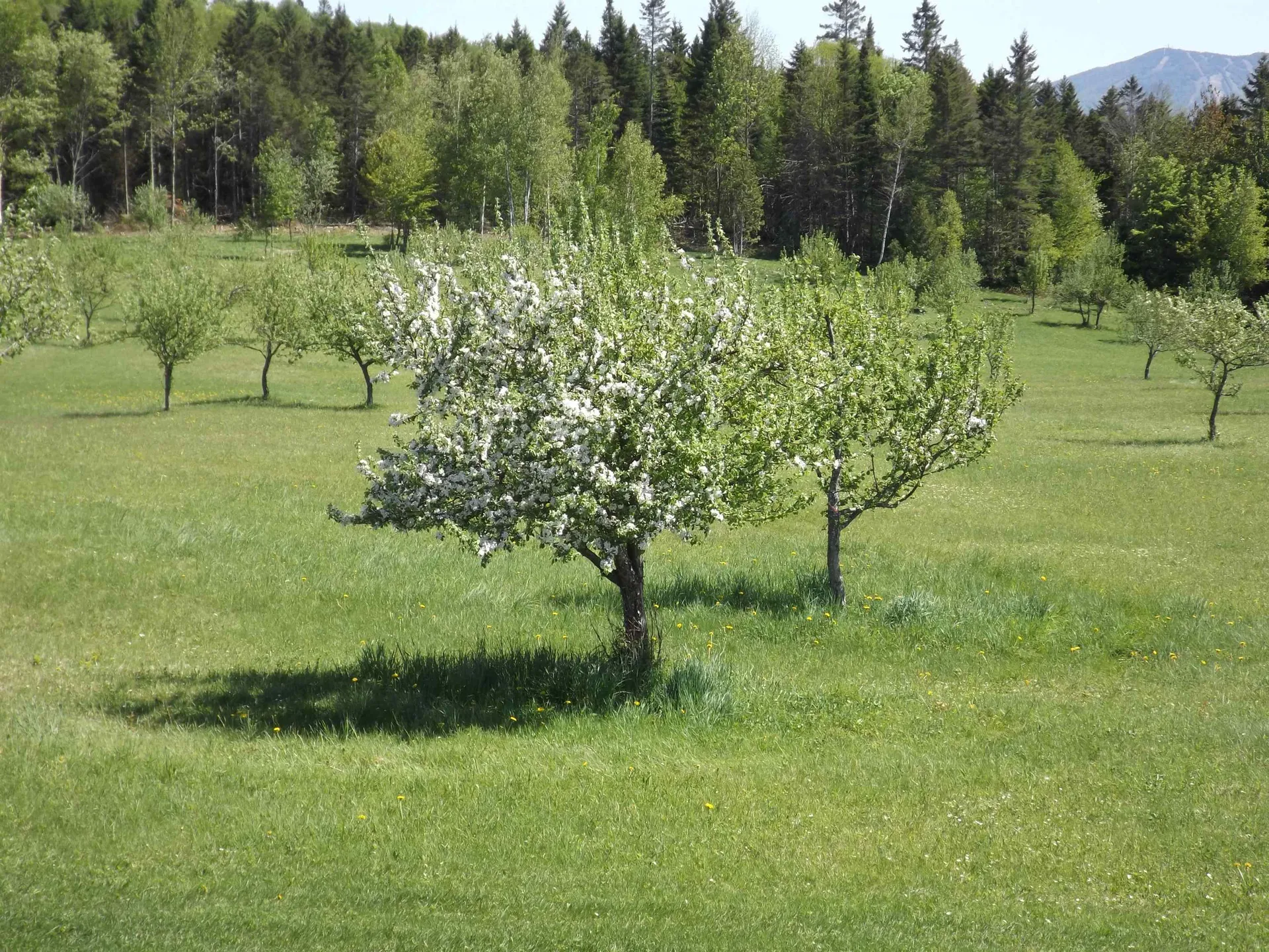 280 Quarter Horse Road Newark VT 05871
