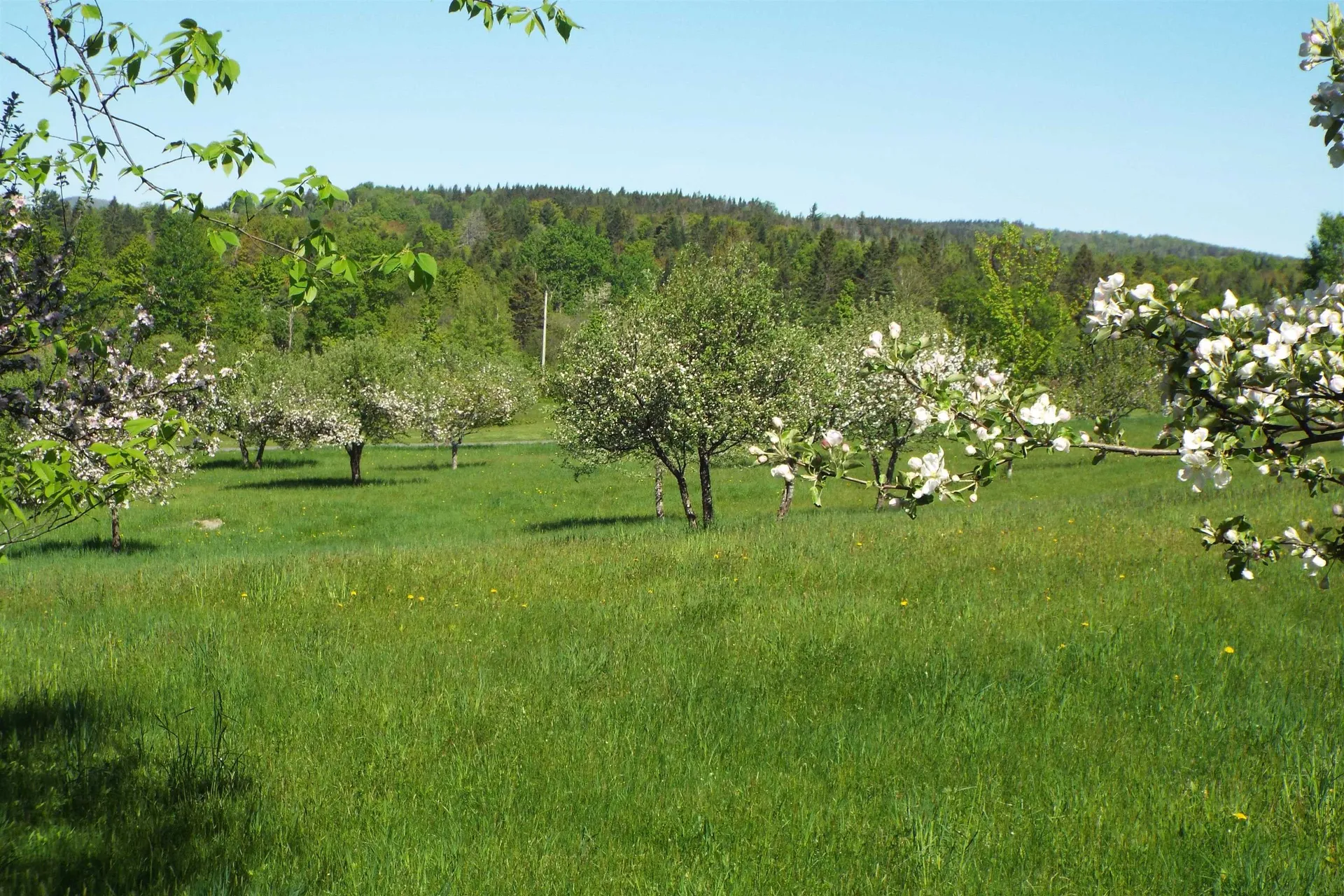 280 Quarter Horse Road Newark VT 05871