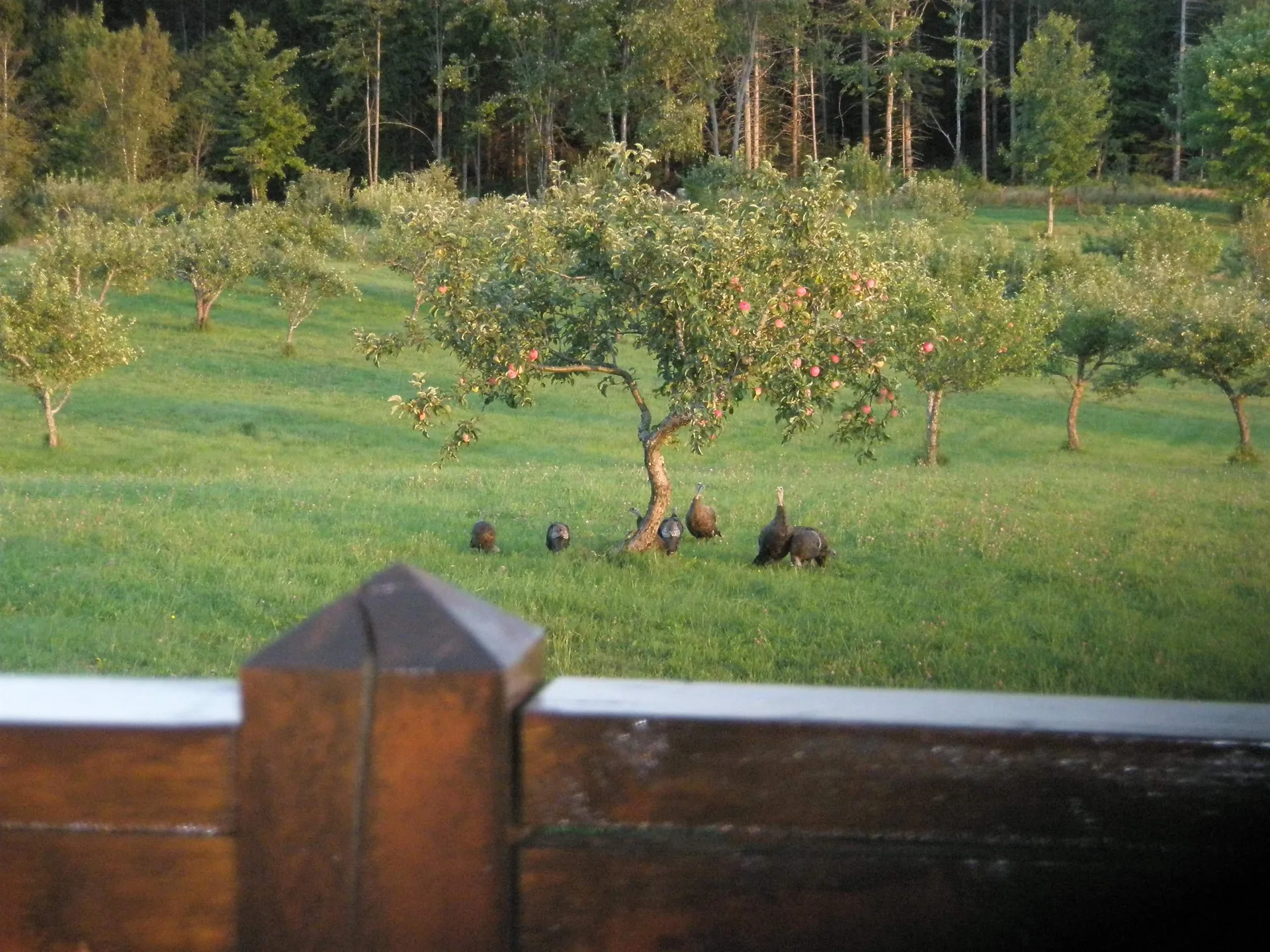 280 Quarter Horse Road Newark VT 05871