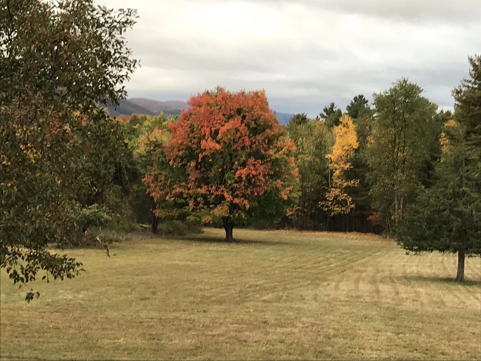 446 Wild Apple Road New Haven VT 05472