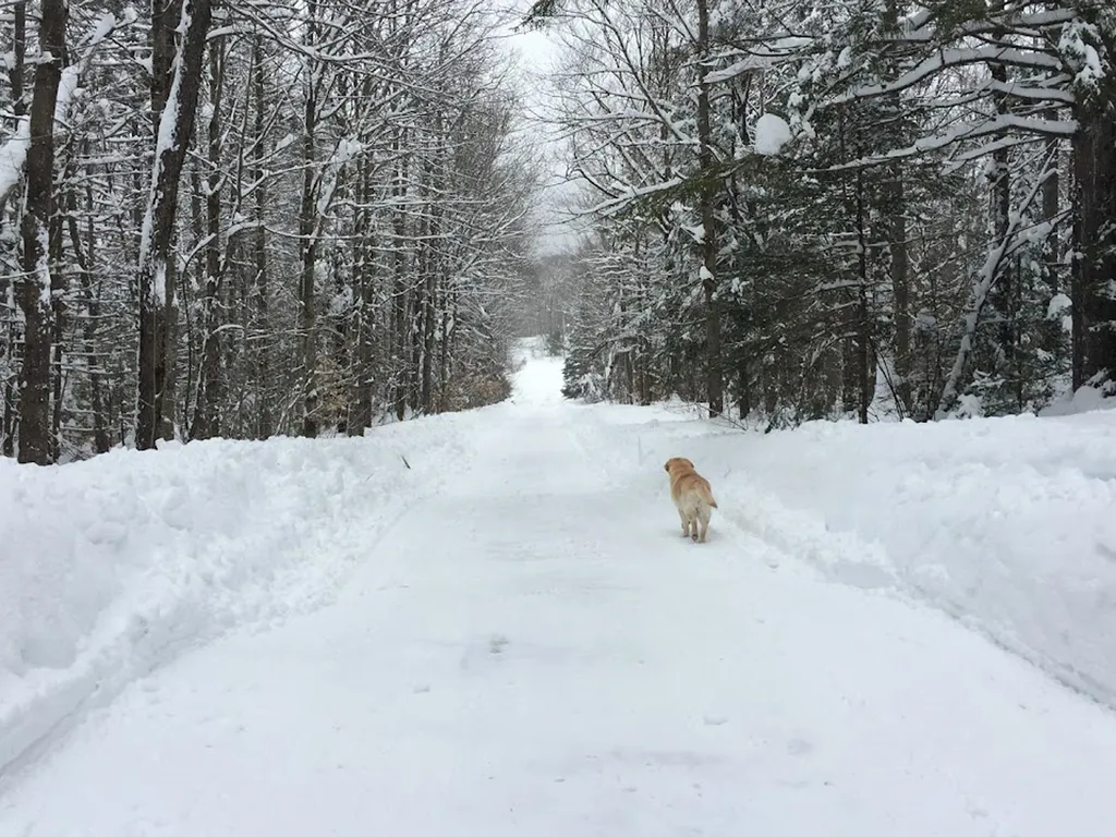 215 Pine Street Warren VT 05674