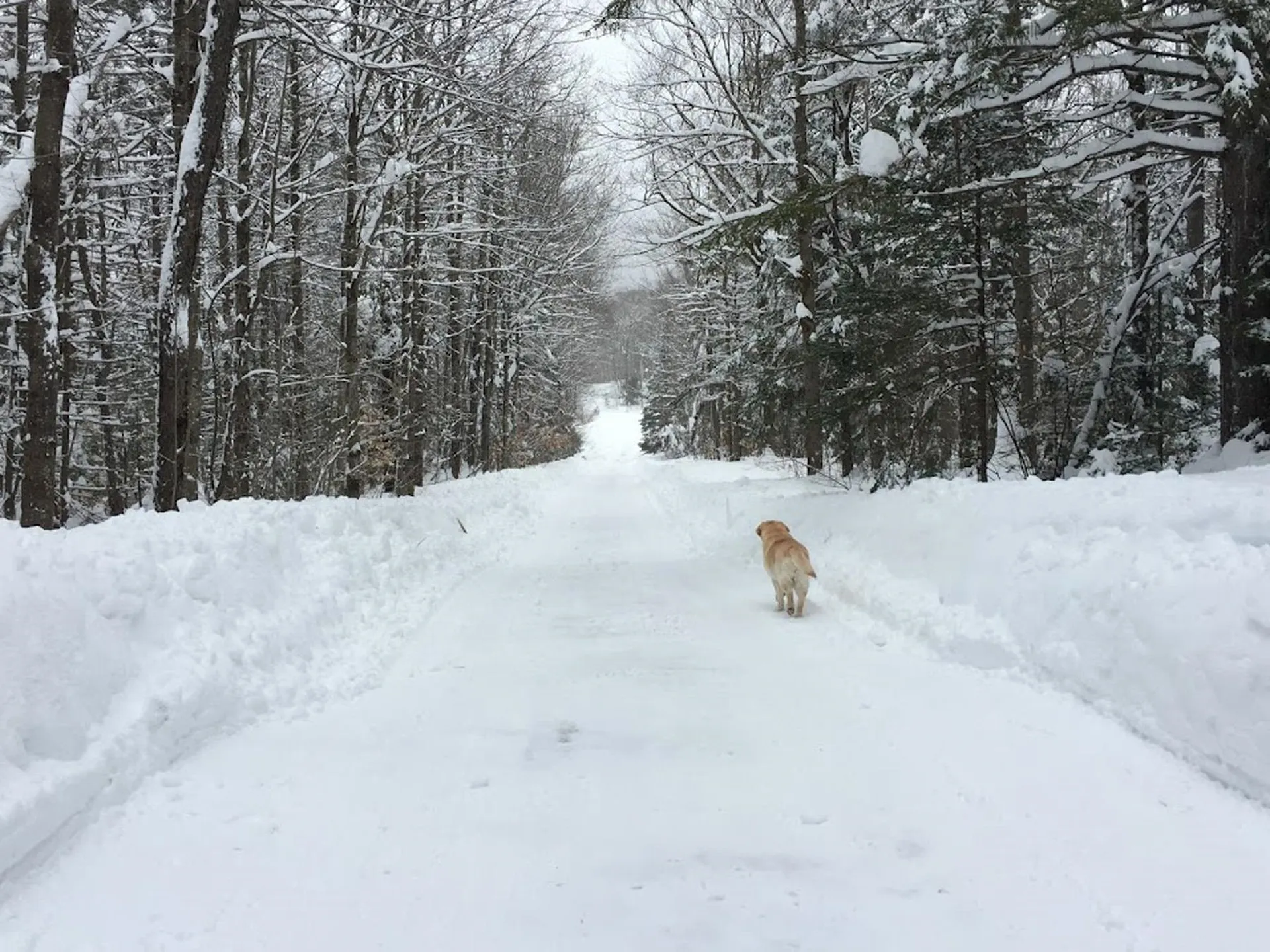 215 Pine Street Warren VT 05674