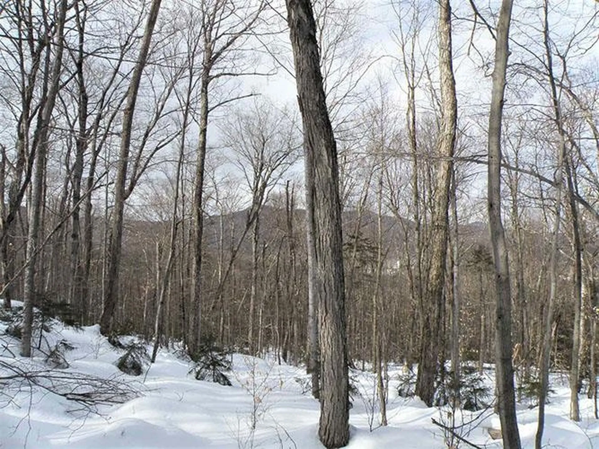 0 Warren Mountain Road Roxbury VT 05669