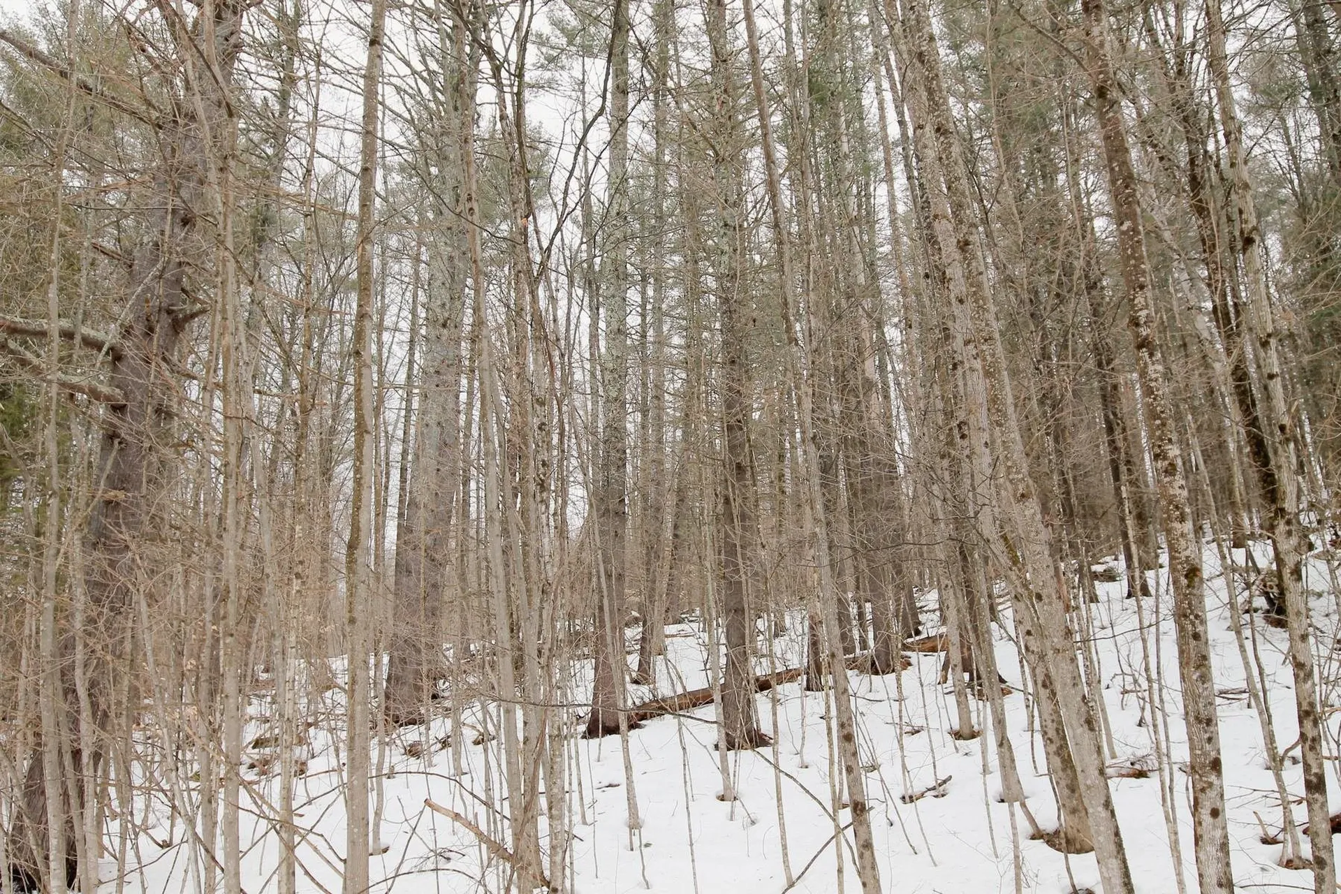 141 Forest Lane Rochester VT 05767