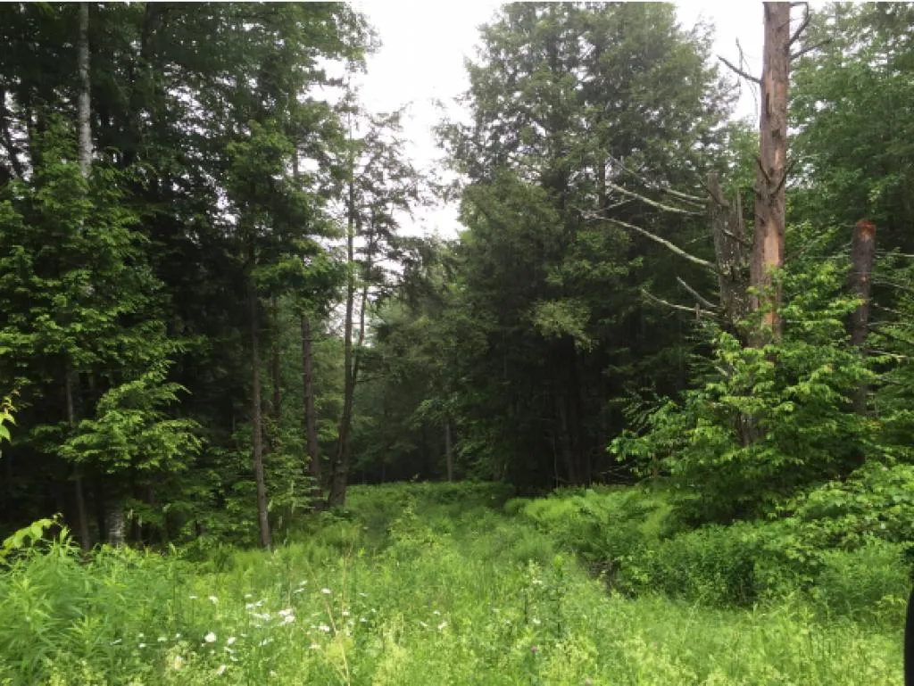 Lot 1 Bertha Springs Road Waitsfield VT 05673