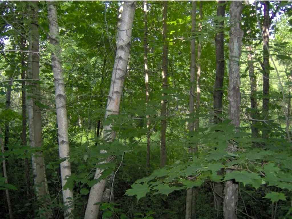 0 Hebard Hill Road Randolph VT 05060