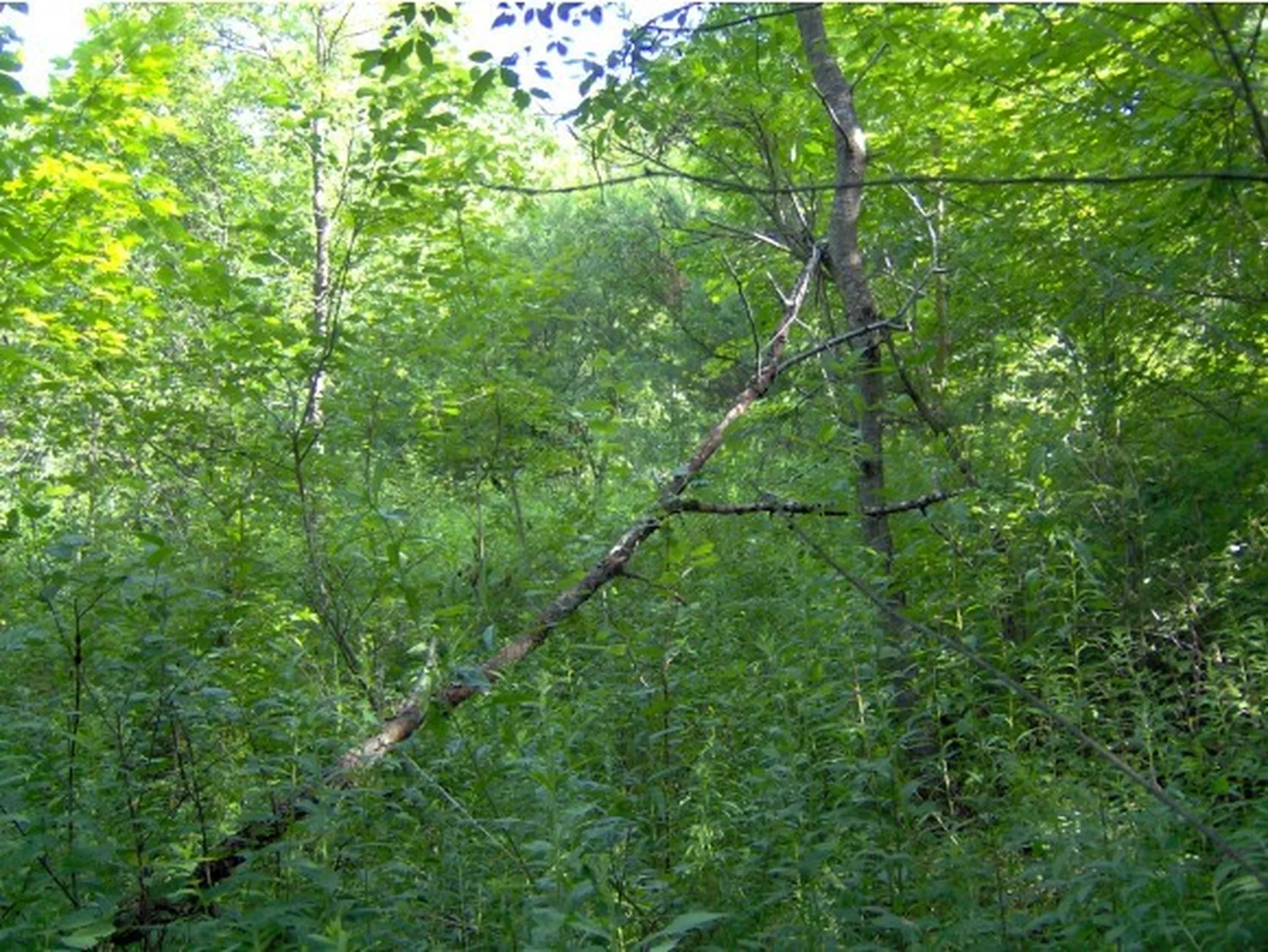 0 Hebard Hill Road Randolph VT 05060