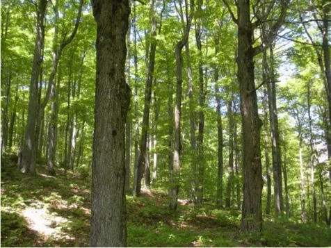 00 Sawyer Road Woodstock VT 05091