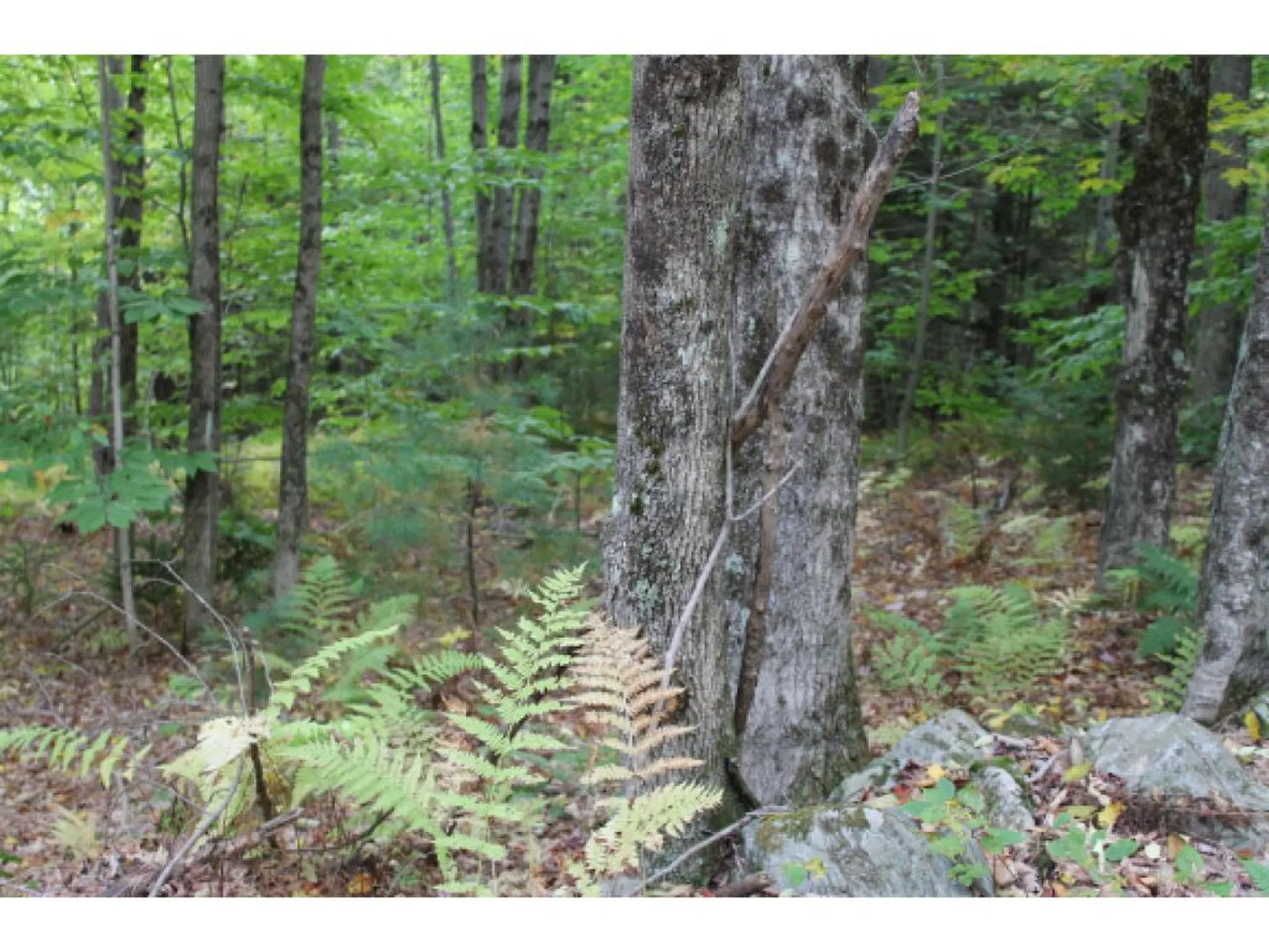 Lot 5c Bix Road Stockbridge VT 05772