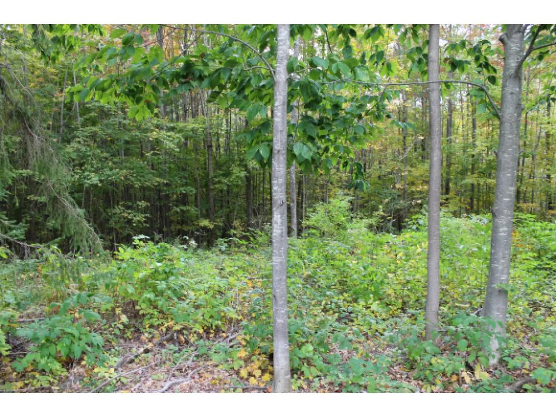 Lot 5b Bix Road Stockbridge VT 05772