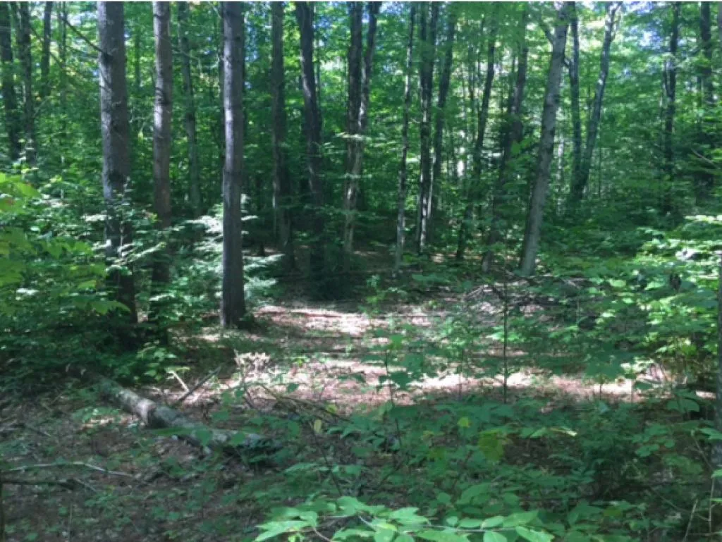 1523 Mcmillan Road Halifax VT 05358