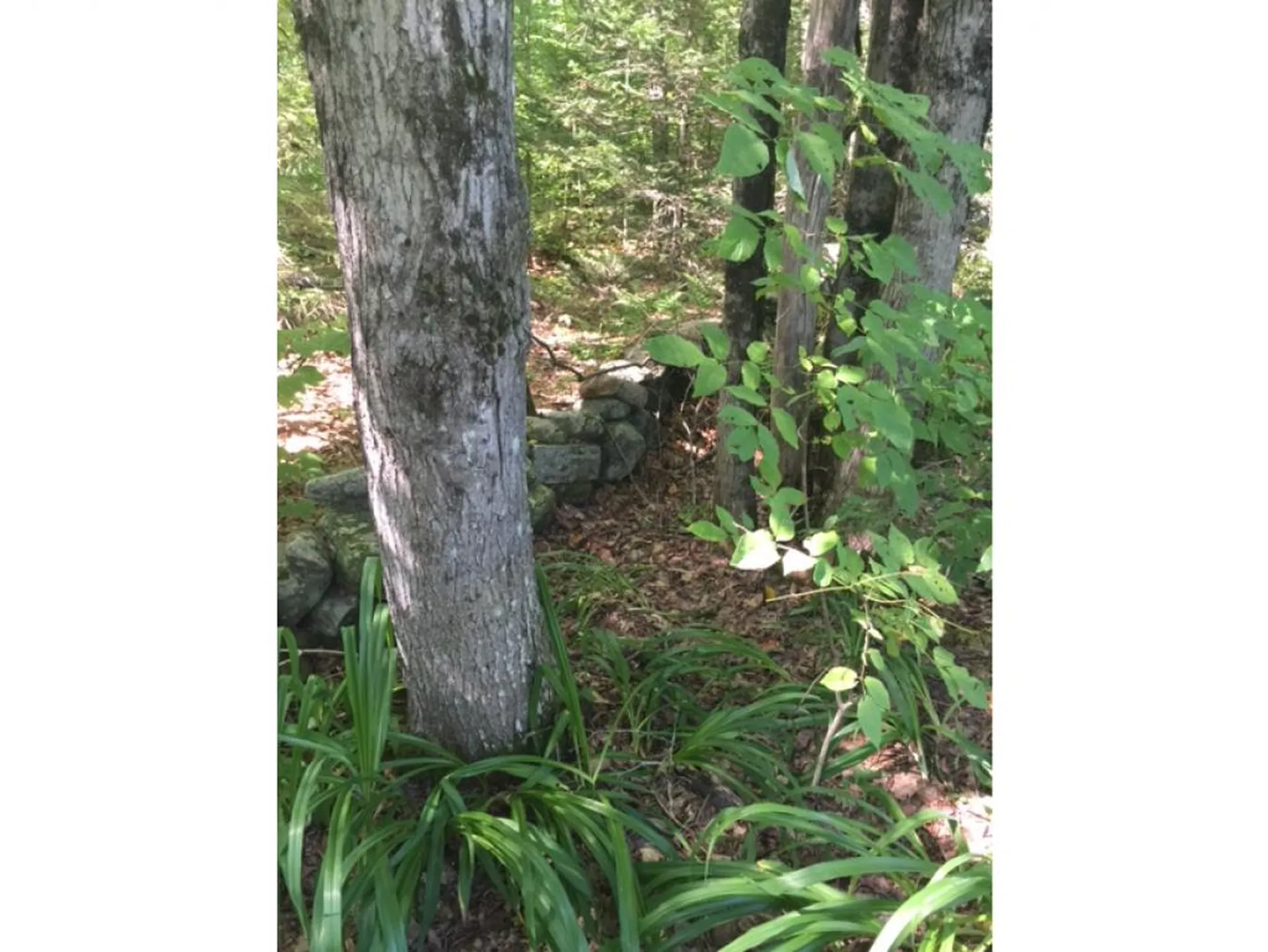 1523 Mcmillan Road Halifax VT 05358