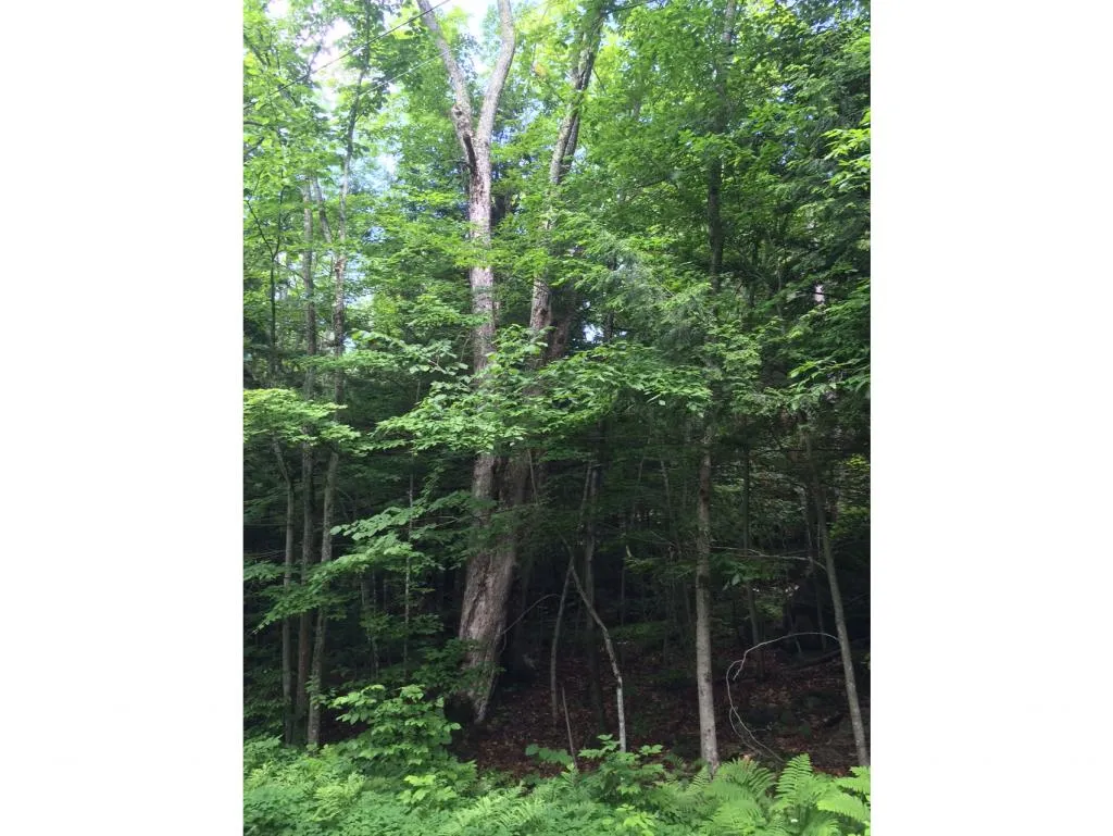 145 Old 5a Westmore VT 05860