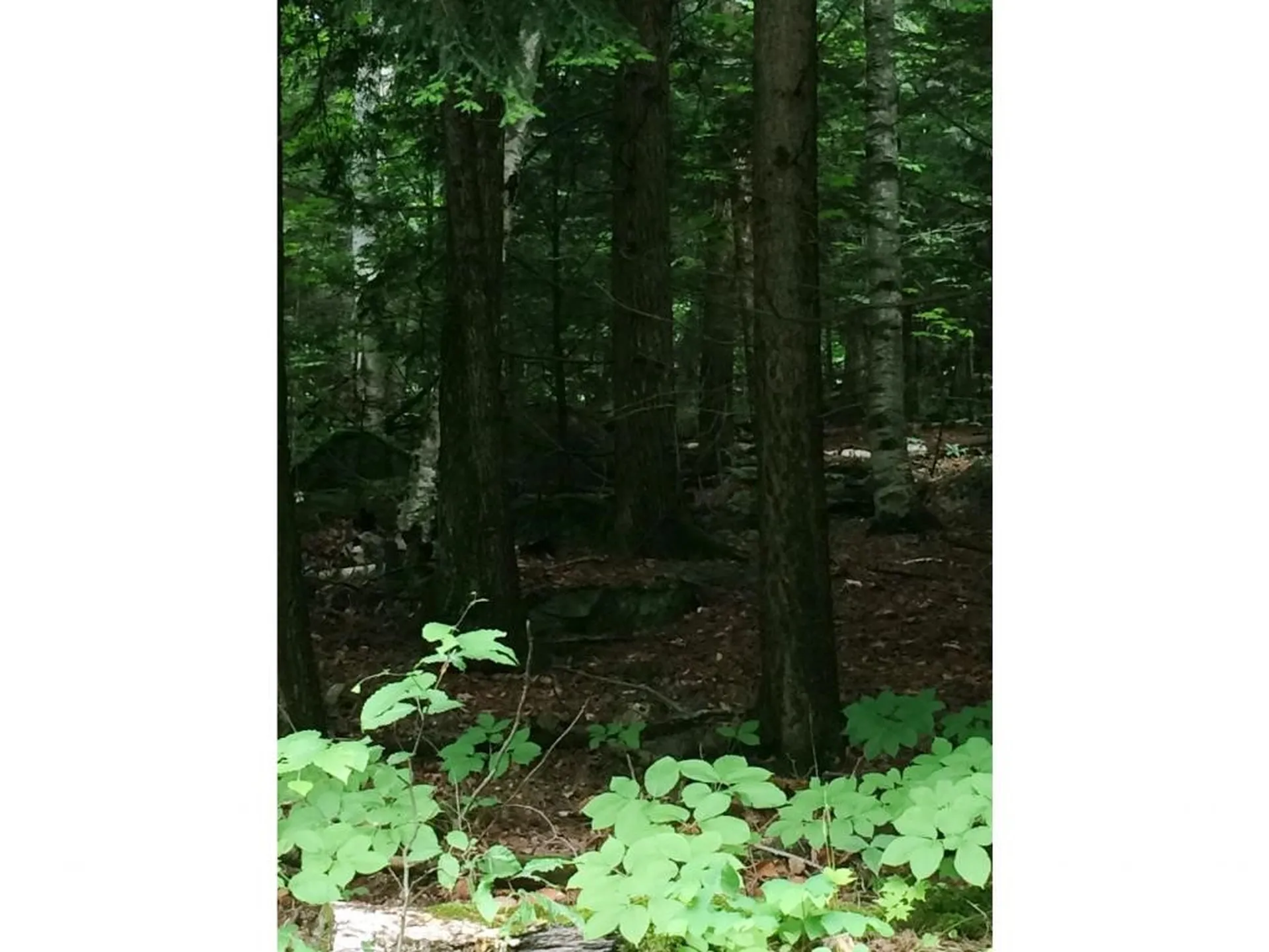 145 Old 5a Westmore VT 05860