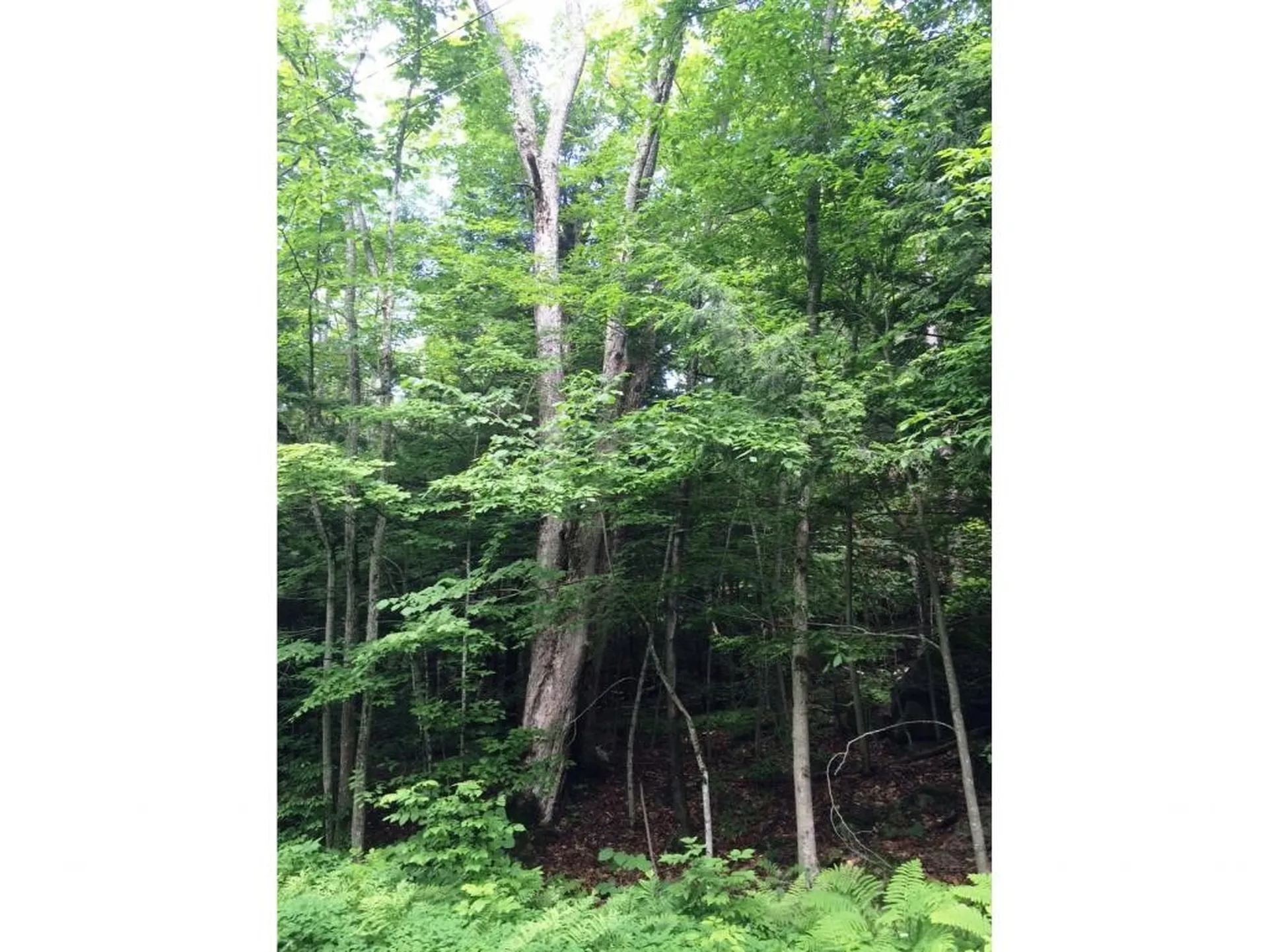 145 Old 5a Westmore VT 05860