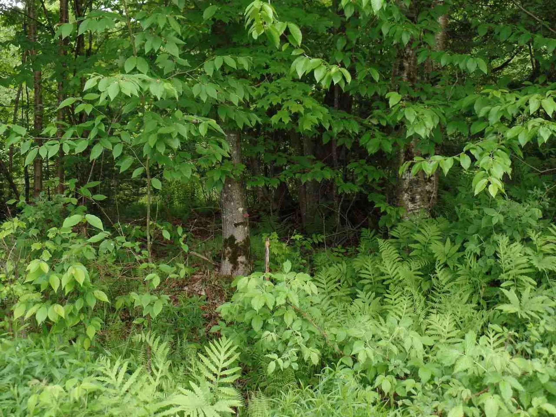 00 Mountain Estates Drive Hyde Park VT 05655