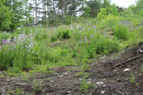 156 Paige Hill Road Goffstown NH 03045