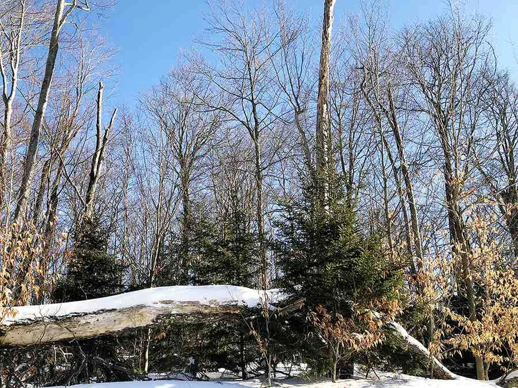 130 Colony Road Warren VT 05674