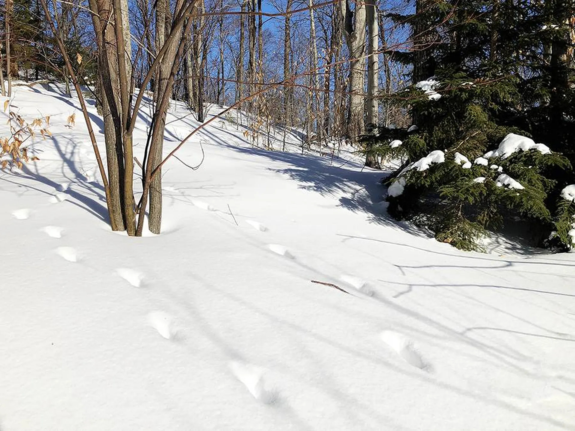 130 Colony Road Warren VT 05674