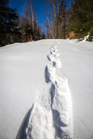 101 Cody Road Landgrove VT 05148