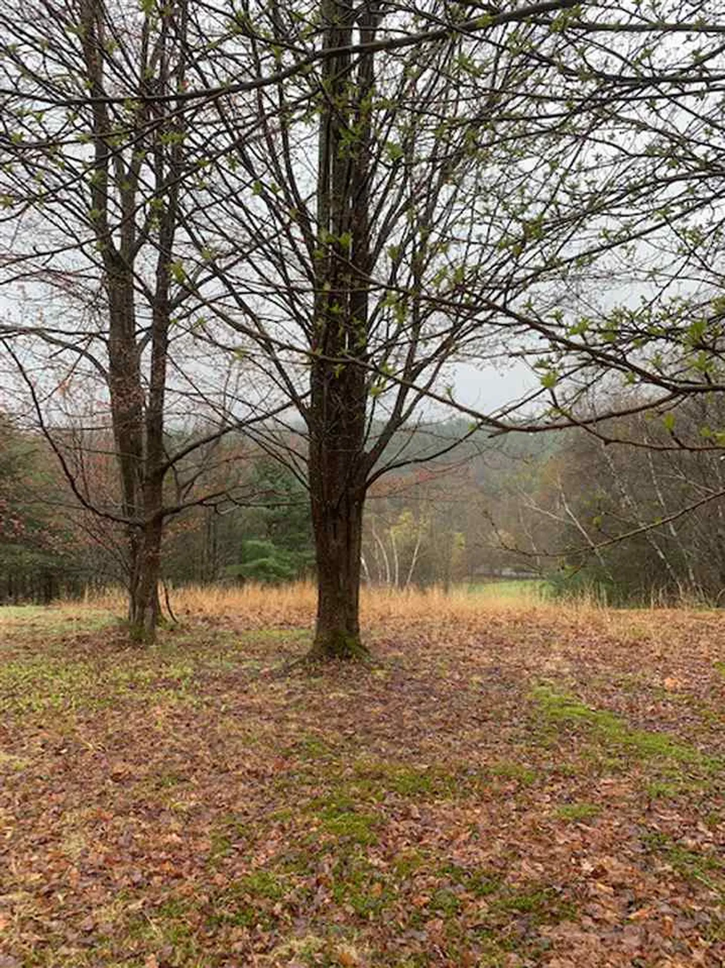 Lot 2 Honey Brim Road Vernon VT 05354