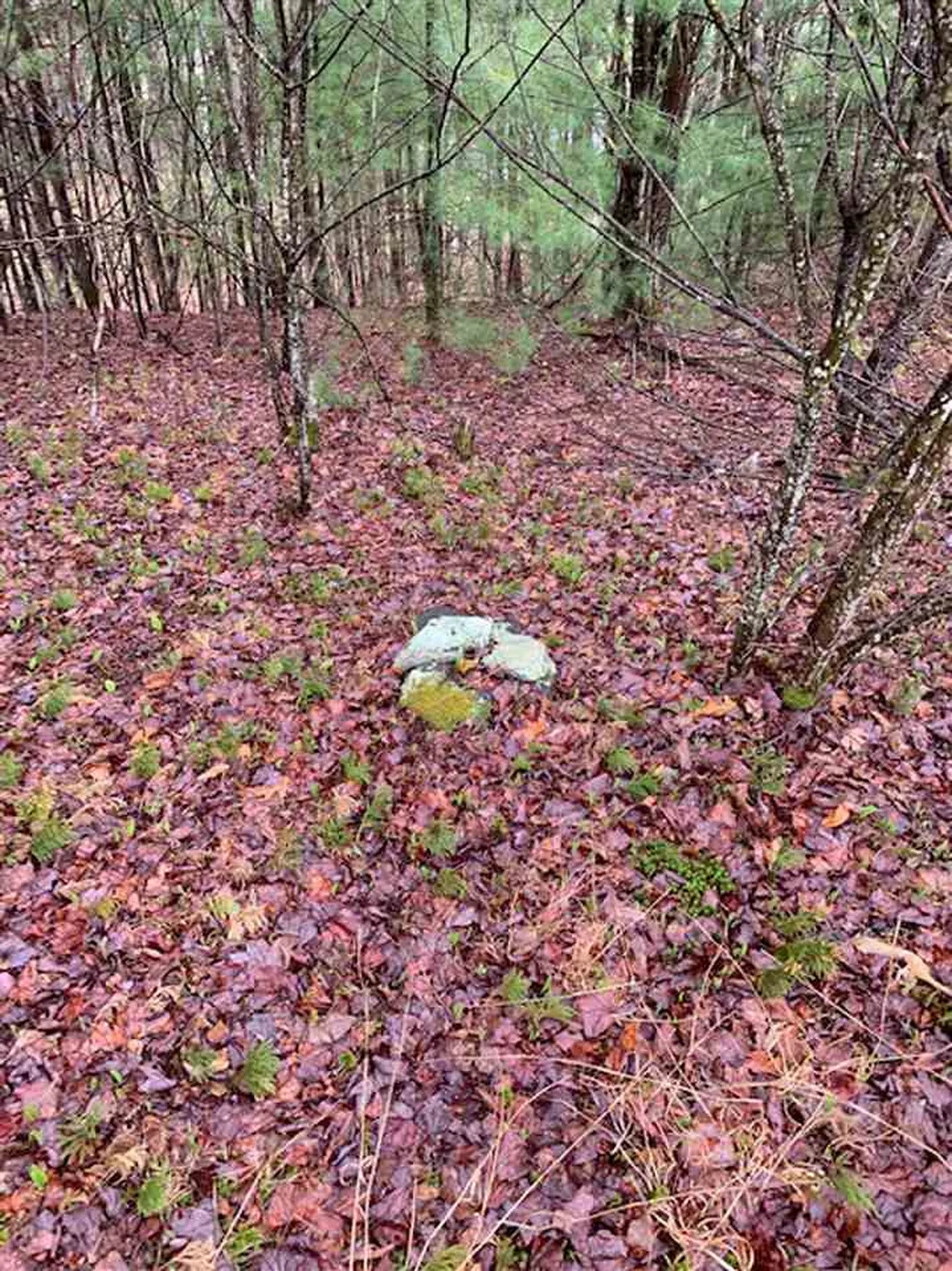 Lot 2 Honey Brim Road Vernon VT 05354