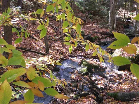 #2 Winters Way Burke VT 05832