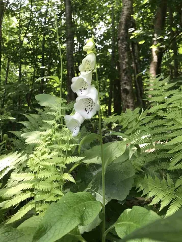 201 Tucker Road Grafton NH 03240