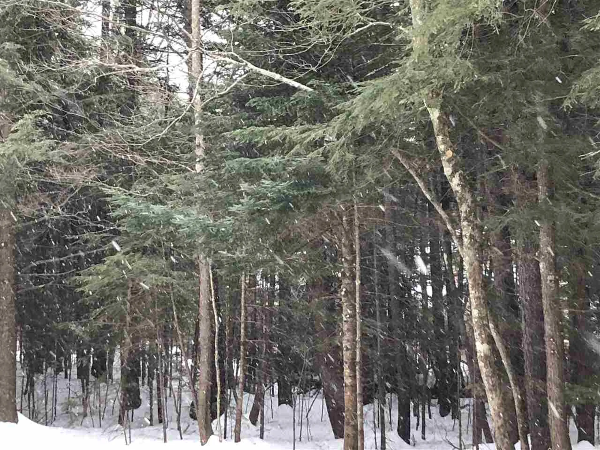 37 Sunne Village Lane Dover VT 05356