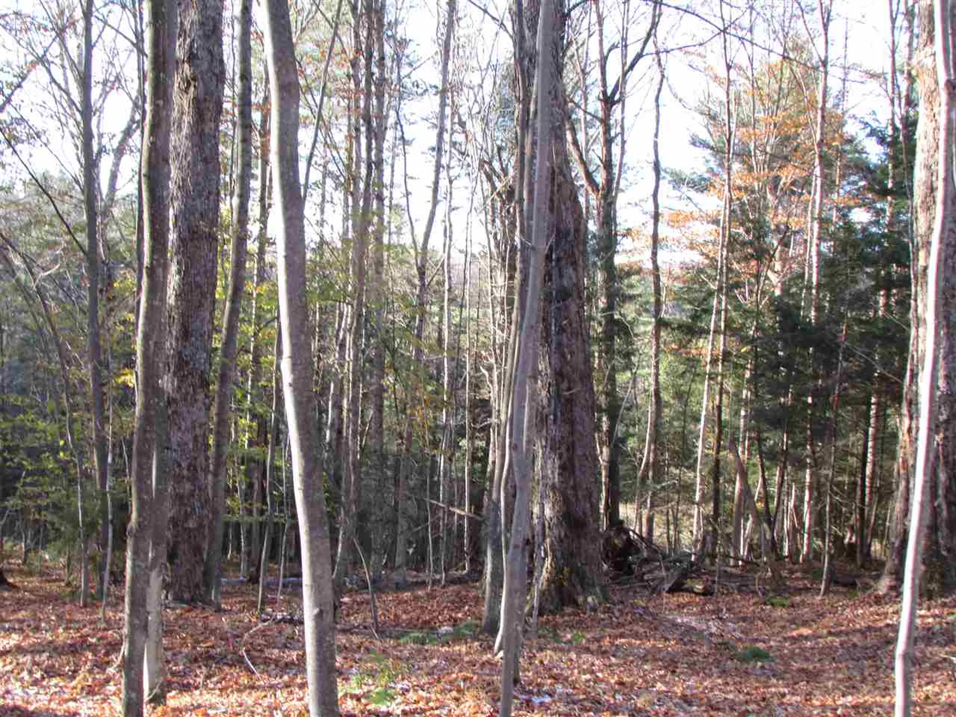 450 Whetstone Brook Road Craftsbury VT 05826