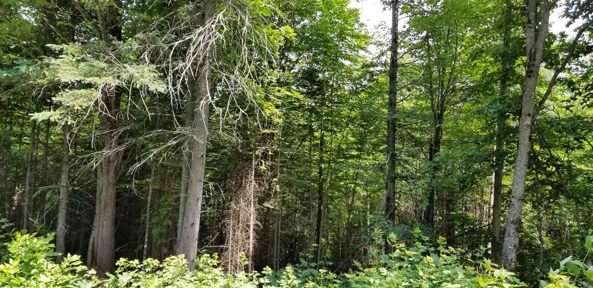 500 Morey Road Sutton VT 05867