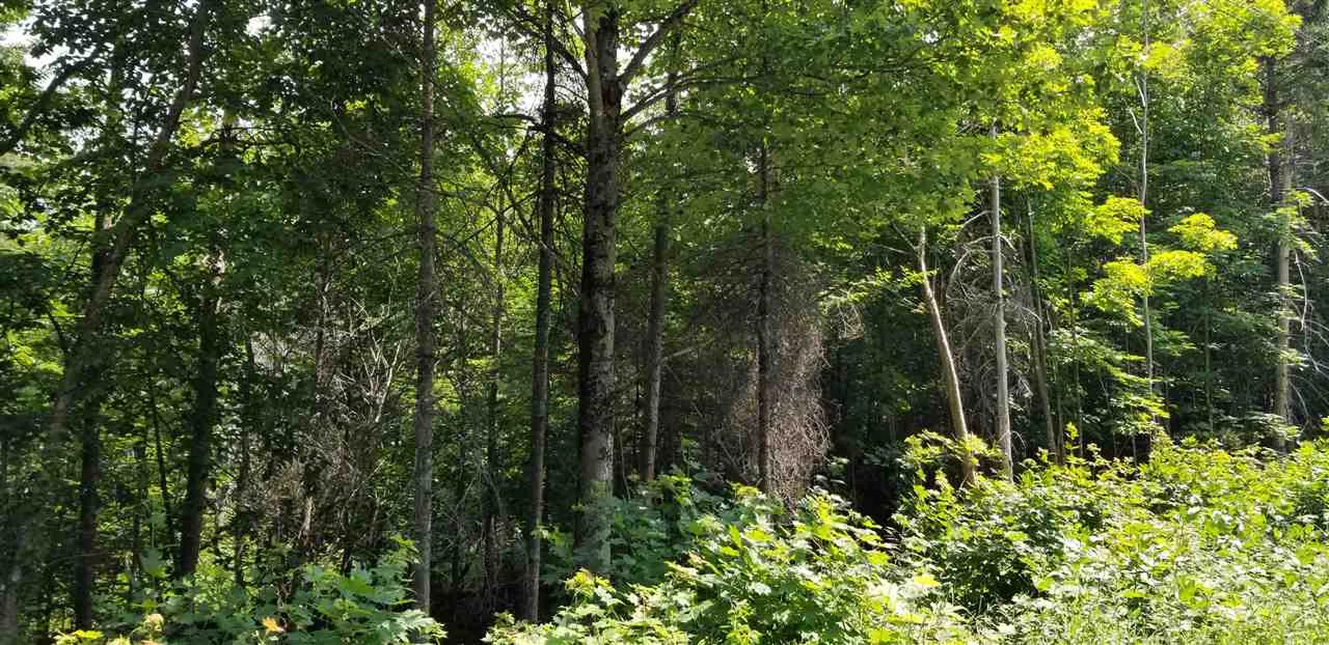 500 Morey Road Sutton VT 05867