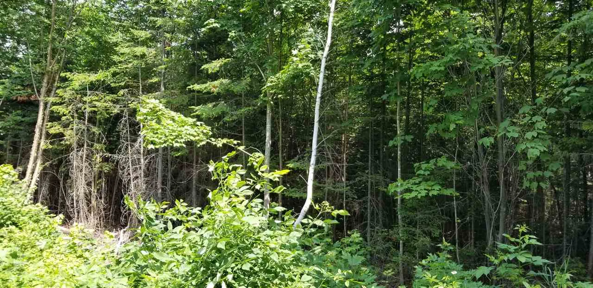 500 Morey Road Sutton VT 05867