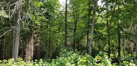 500 Morey Road Sutton VT 05867