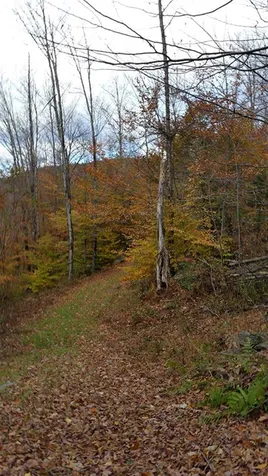 5667 Route 100 Plymouth VT 05056
