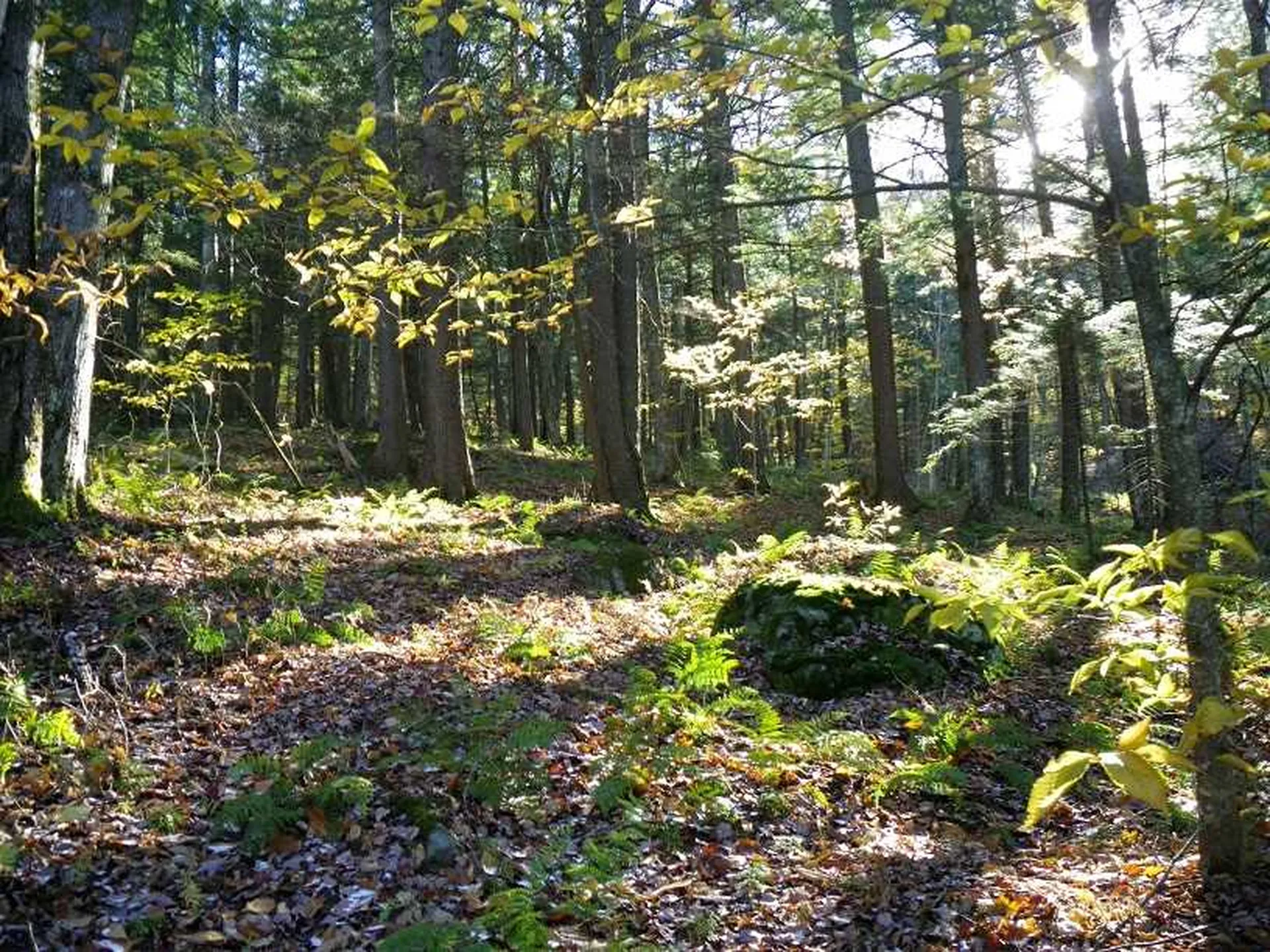 307 Rankin Road Fayston VT 05673