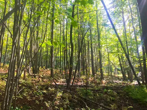 0 East Warren Road Warren VT 05674