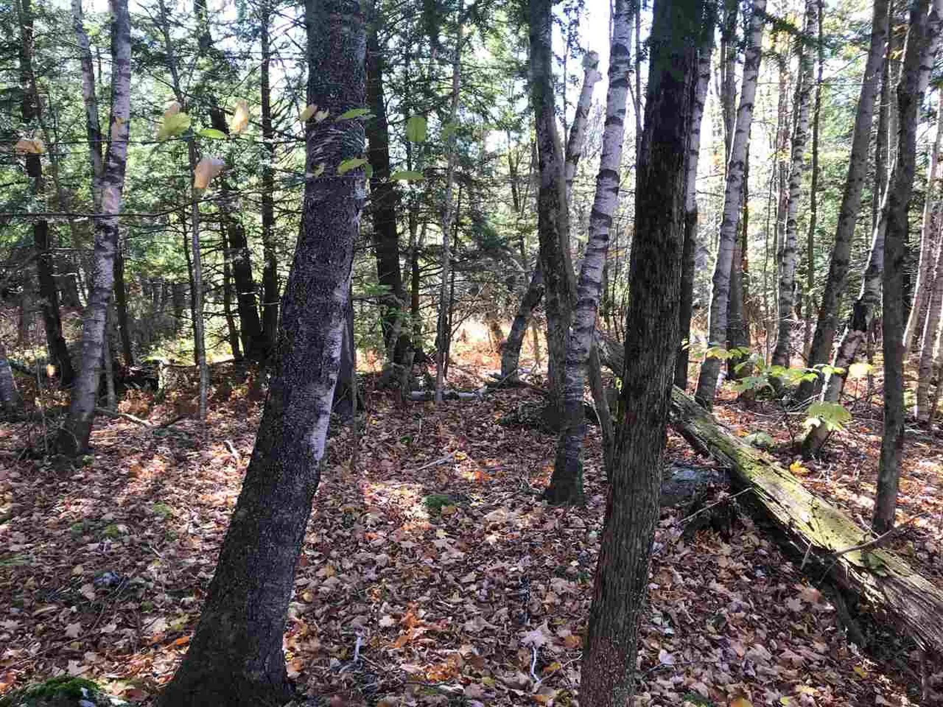 Regan Road Montgomery VT 05471