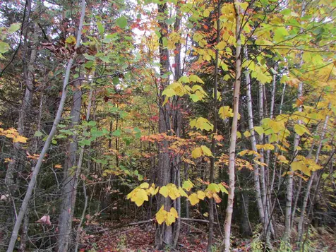 555 Bayley Hazen Road Greensboro VT 05841