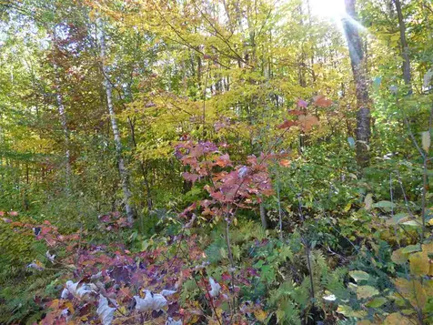 0 Barton Road Albany VT 05820