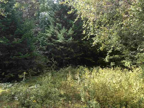 North Pitkin Road Albany VT 05820