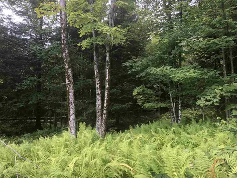 North Pitkin Road Albany VT 05820