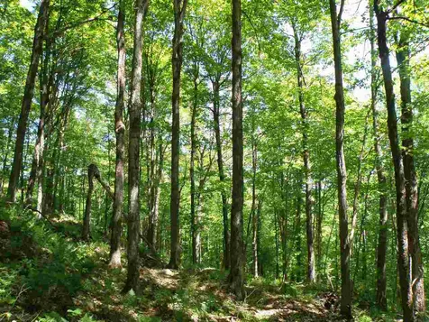 0 Deep Gibou Road Montgomery VT 05471