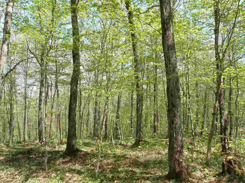 0 Deep Gibou Road Montgomery VT 05471