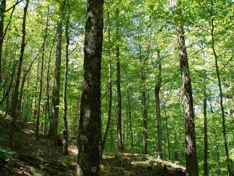 0 Deep Gibou Road Montgomery VT 05471