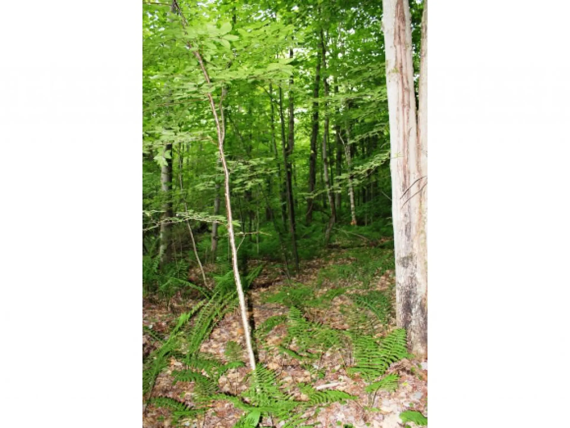 Lot 2 Morin Drive Jay VT 05859