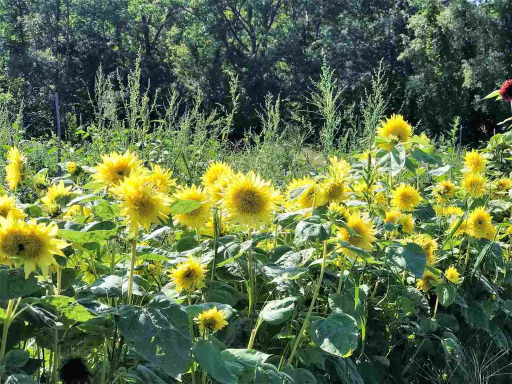 1456 River Road Arlington VT 05250