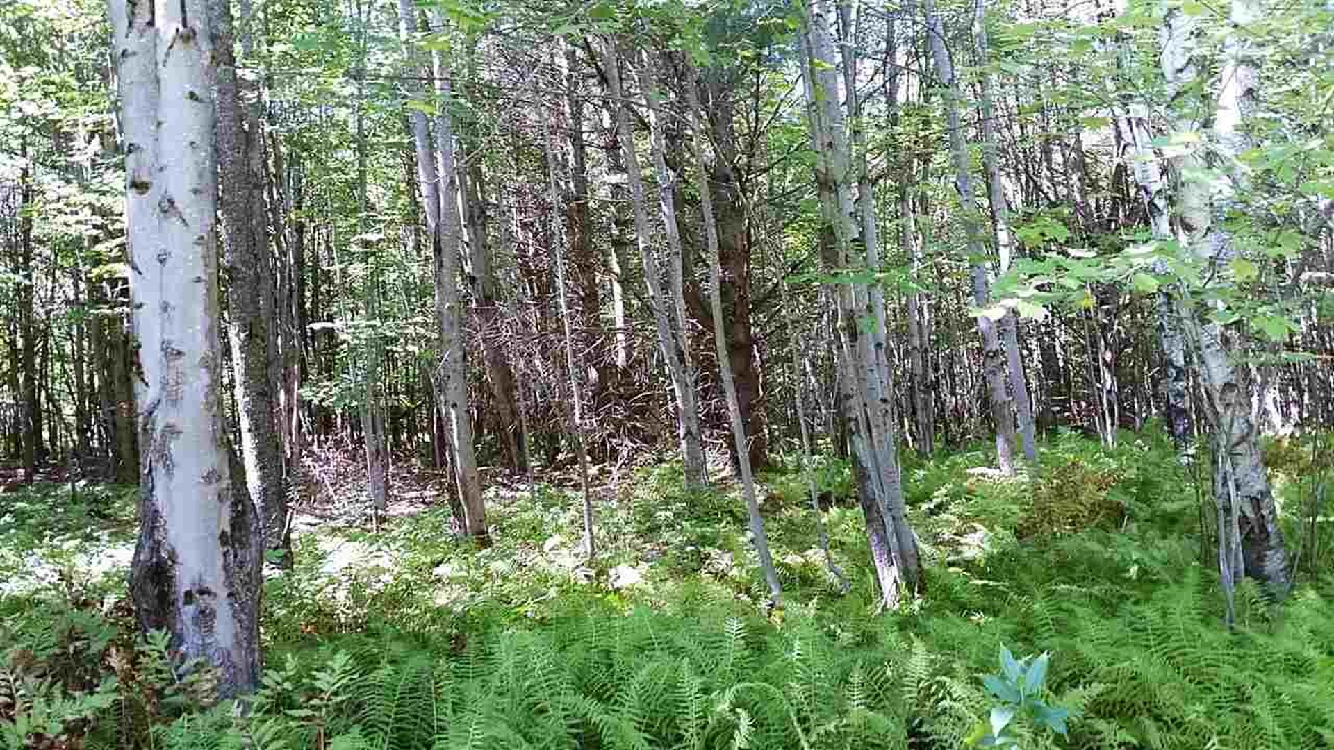 0 Mayhew Road Jay VT 05859